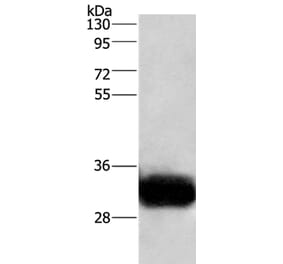 GPM6A Antibody from Signalway Antibody (36219) - Antibodies.com