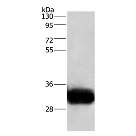 GPM6A Antibody from Signalway Antibody (36219) - Antibodies.com