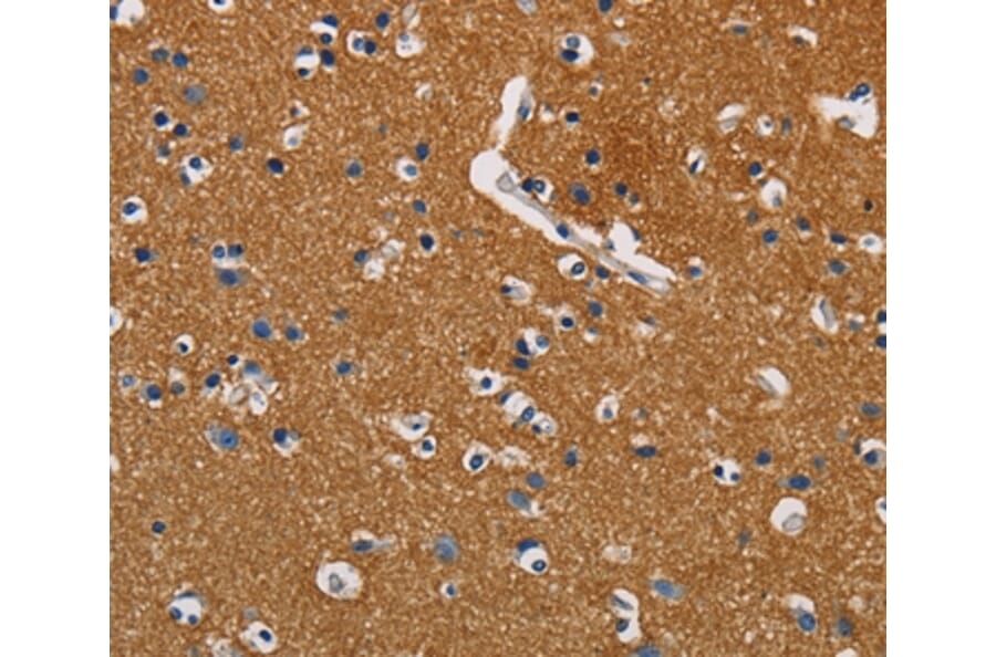 Immunohistochemistry - GPM6A Antibody from Signalway Antibody (36219) - Antibodies.com