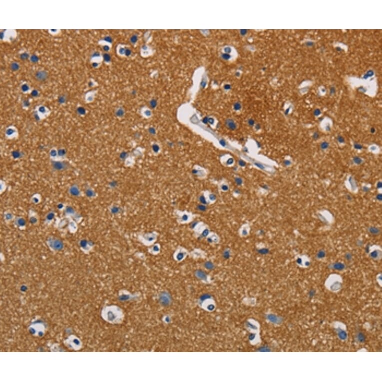 Immunohistochemistry - GPM6A Antibody from Signalway Antibody (36219) - Antibodies.com