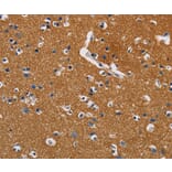 Immunohistochemistry - GPM6A Antibody from Signalway Antibody (36219) - Antibodies.com