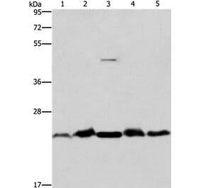 THOC7 Antibody from Signalway Antibody (36221) - Antibodies.com