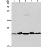 THOC7 Antibody from Signalway Antibody (36221) - Antibodies.com