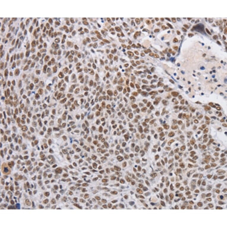 Immunohistochemistry - THOC7 Antibody from Signalway Antibody (36221) - Antibodies.com