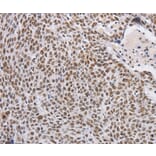Immunohistochemistry - THOC7 Antibody from Signalway Antibody (36221) - Antibodies.com
