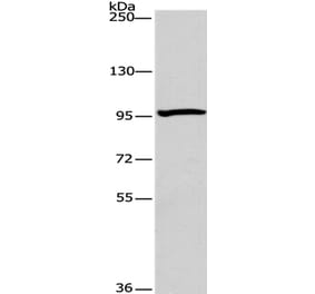 ATG9A Antibody from Signalway Antibody (36225) - Antibodies.com