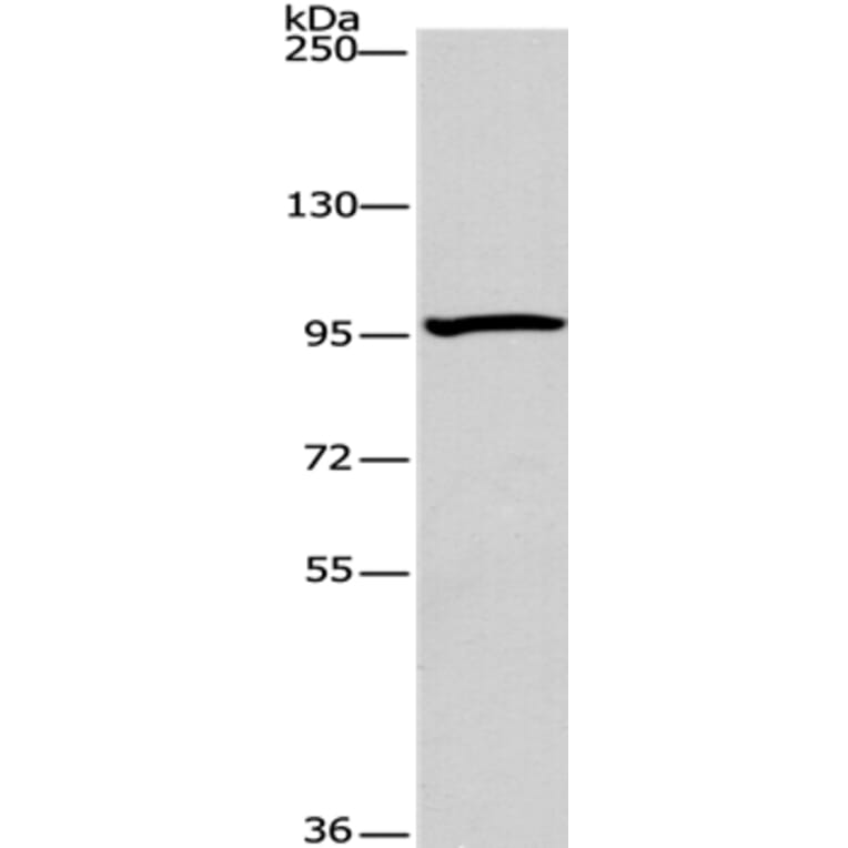 ATG9A Antibody from Signalway Antibody (36225) - Antibodies.com