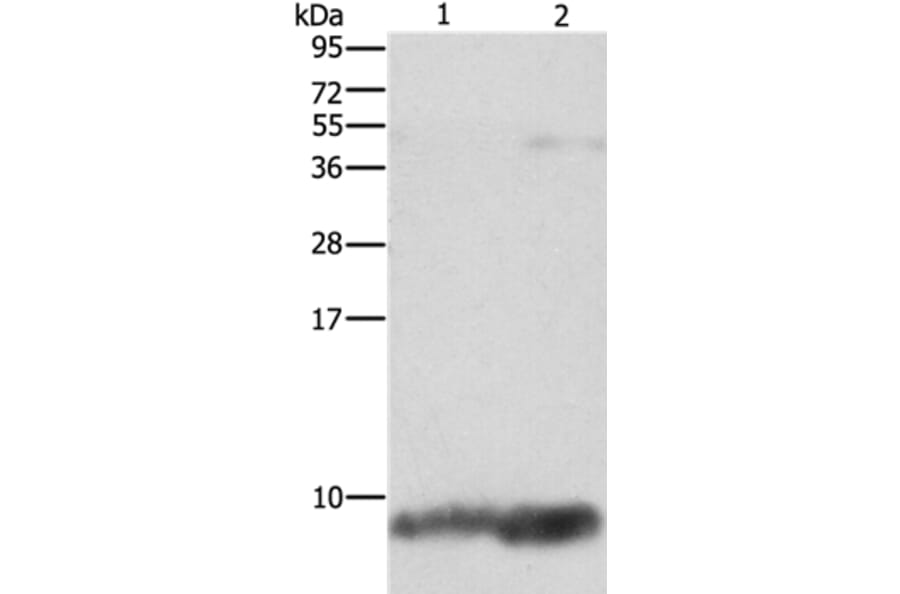 FXYD1 Antibody from Signalway Antibody (36236) - Antibodies.com