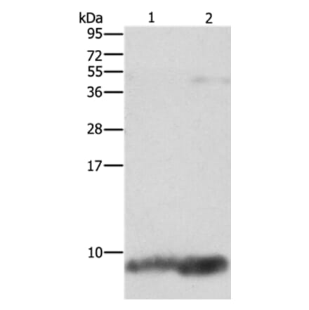 FXYD1 Antibody from Signalway Antibody (36236) - Antibodies.com