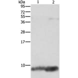 FXYD1 Antibody from Signalway Antibody (36236) - Antibodies.com