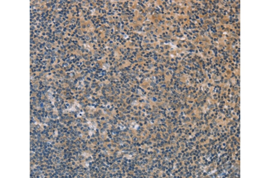 Immunohistochemistry - FXYD1 Antibody from Signalway Antibody (36236) - Antibodies.com