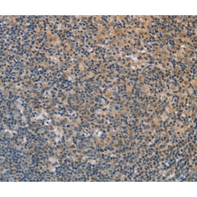 Immunohistochemistry - FXYD1 Antibody from Signalway Antibody (36236) - Antibodies.com