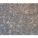 Immunohistochemistry - FXYD1 Antibody from Signalway Antibody (36236) - Antibodies.com