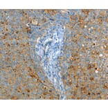 Immunohistochemistry - ASAH1 Antibody from Signalway Antibody (36239) - Antibodies.com