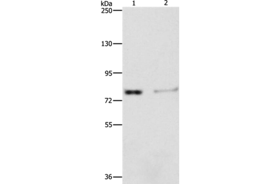 ASAH2 Antibody from Signalway Antibody (36240) - Antibodies.com