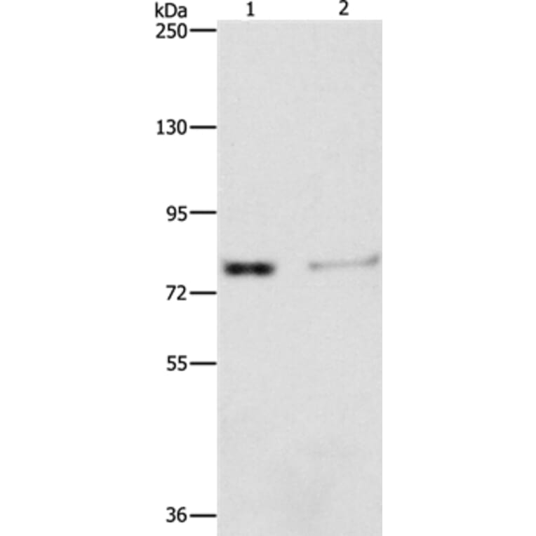 ASAH2 Antibody from Signalway Antibody (36240) - Antibodies.com