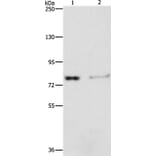 ASAH2 Antibody from Signalway Antibody (36240) - Antibodies.com