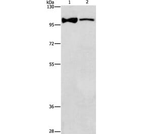 ADCY3 Antibody from Signalway Antibody (36250) - Antibodies.com
