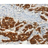 Immunohistochemistry - ADCY3 Antibody from Signalway Antibody (36250) - Antibodies.com