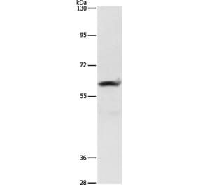 AIFM3 Antibody from Signalway Antibody (36252) - Antibodies.com