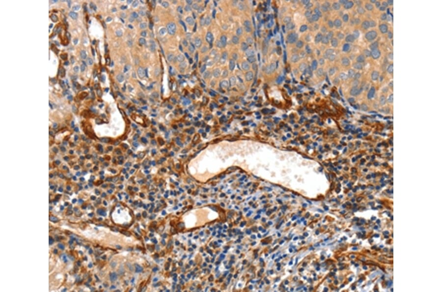 Immunohistochemistry - AIFM3 Antibody from Signalway Antibody (36252) - Antibodies.com