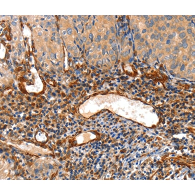 Immunohistochemistry - AIFM3 Antibody from Signalway Antibody (36252) - Antibodies.com