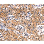 Immunohistochemistry - AMY2A Antibody from Signalway Antibody (36258) - Antibodies.com