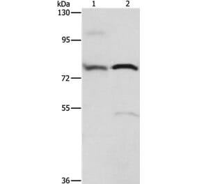 ATXN1 Antibody from Signalway Antibody (36271) - Antibodies.com