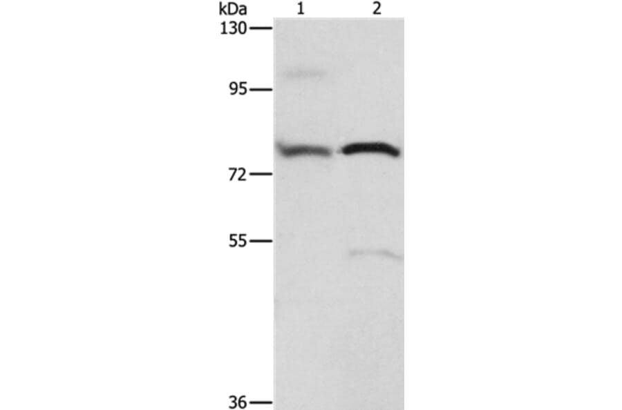 ATXN1 Antibody from Signalway Antibody (36271) - Antibodies.com