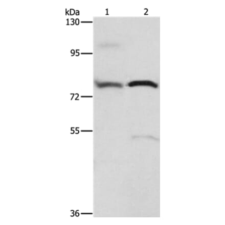 ATXN1 Antibody from Signalway Antibody (36271) - Antibodies.com