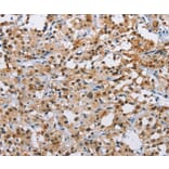 Immunohistochemistry - ATXN1 Antibody from Signalway Antibody (36271) - Antibodies.com