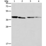 BCAT2 Antibody from Signalway Antibody (36277) - Antibodies.com