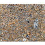Immunohistochemistry - BCAT2 Antibody from Signalway Antibody (36277) - Antibodies.com