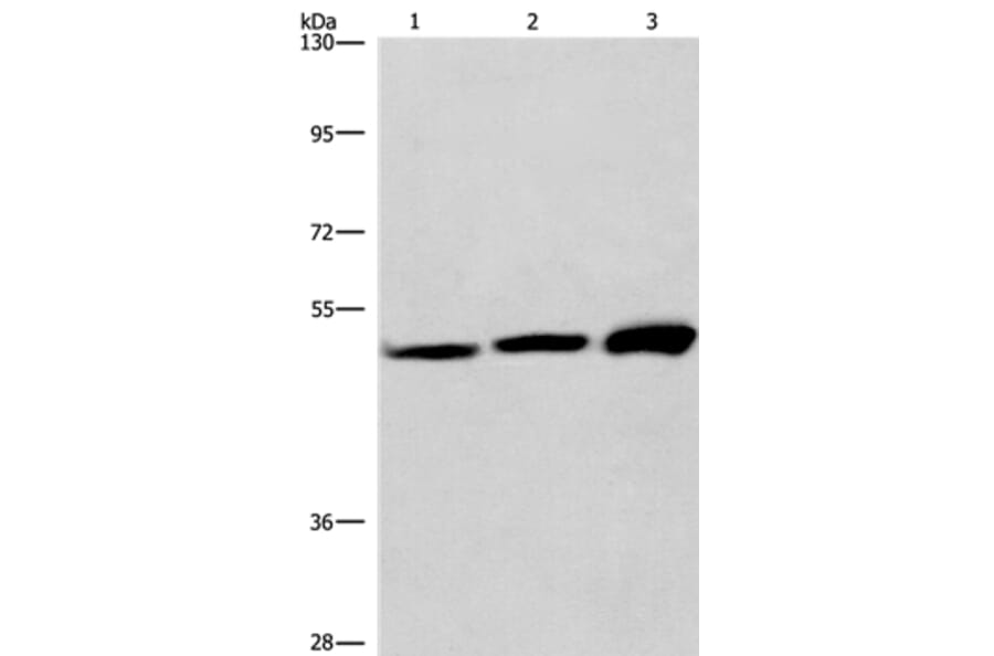 VWA5A Antibody from Signalway Antibody (36278) - Antibodies.com