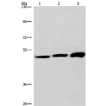 VWA5A Antibody from Signalway Antibody (36278) - Antibodies.com