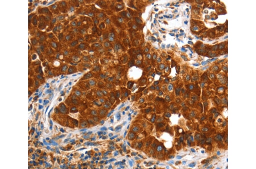 Immunohistochemistry - VWA5A Antibody from Signalway Antibody (36278) - Antibodies.com