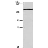 COPB1 Antibody from Signalway Antibody (36280) - Antibodies.com