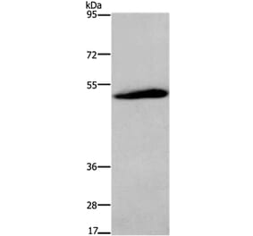 C3AR1 Antibody from Signalway Antibody (36294) - Antibodies.com