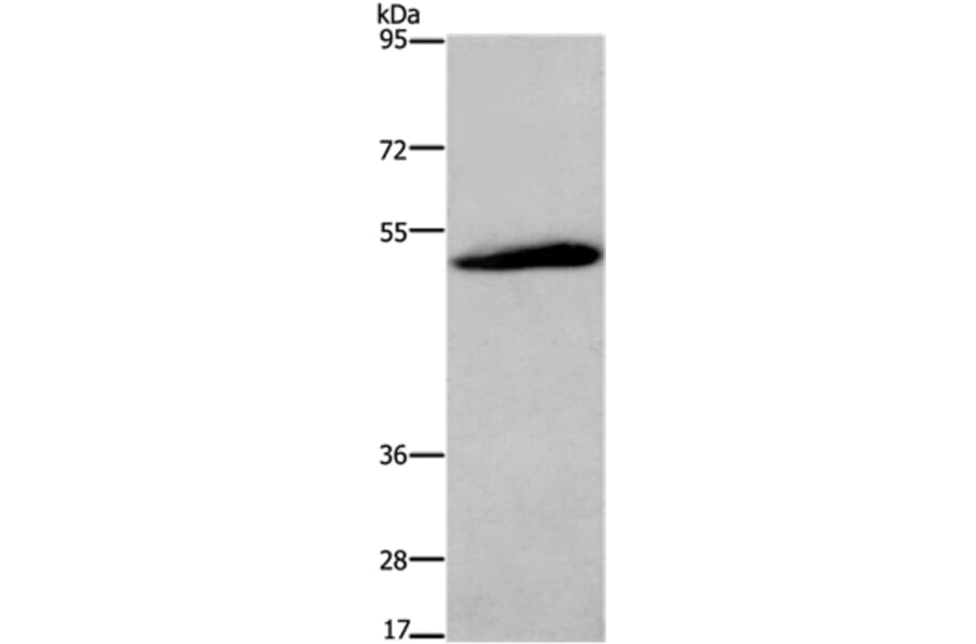 C3AR1 Antibody from Signalway Antibody (36294) - Antibodies.com