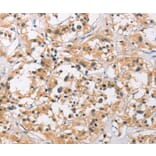 Immunohistochemistry - C3AR1 Antibody from Signalway Antibody (36294) - Antibodies.com
