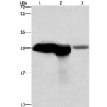 CALB1 Antibody from Signalway Antibody (36299) - Antibodies.com