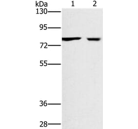 CASC3 Antibody from Signalway Antibody (36311) - Antibodies.com