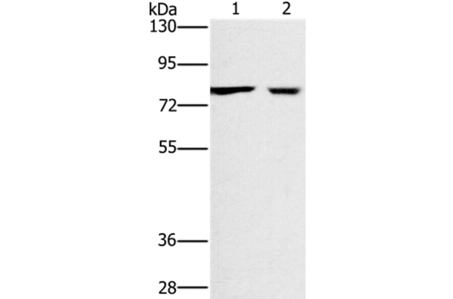 CASC3 Antibody from Signalway Antibody (36311) - Antibodies.com