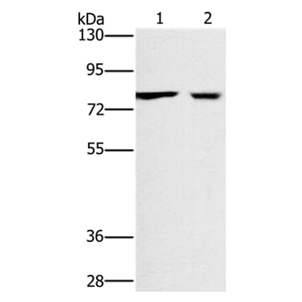 CASC3 Antibody from Signalway Antibody (36311) - Antibodies.com