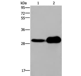 KLRB1 Antibody from Signalway Antibody (36323) - Antibodies.com