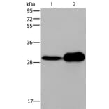 KLRB1 Antibody from Signalway Antibody (36323) - Antibodies.com