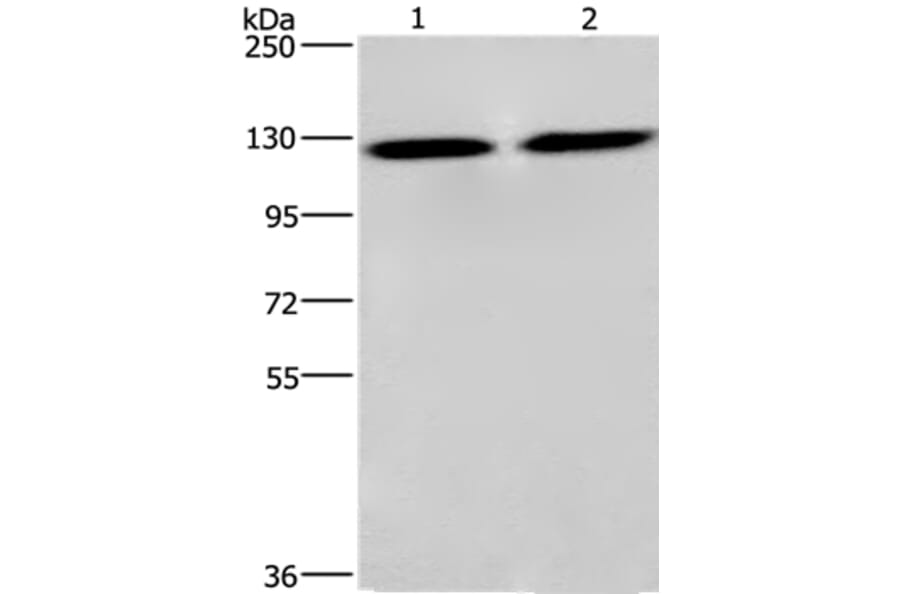 CEP97 Antibody from Signalway Antibody (36345) - Antibodies.com