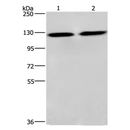 CEP97 Antibody from Signalway Antibody (36345) - Antibodies.com