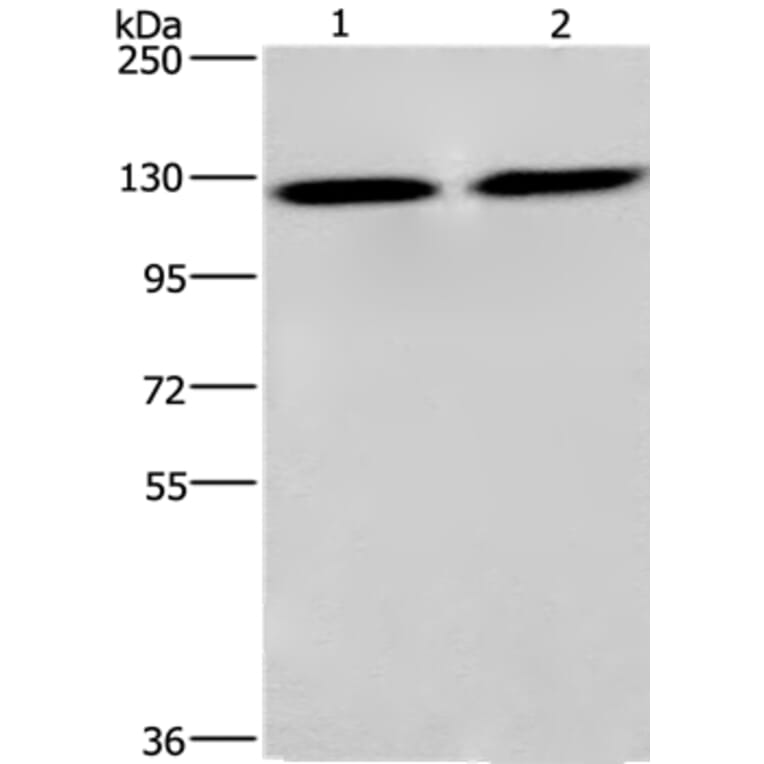 CEP97 Antibody from Signalway Antibody (36345) - Antibodies.com