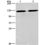 CEP97 Antibody from Signalway Antibody (36345) - Antibodies.com